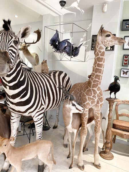 design_nature_bruxelles_taxidermy_brussel_gallery_art_